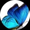 beresfinds